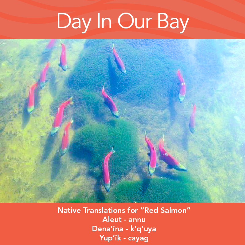 Word of the month: Red Salmon