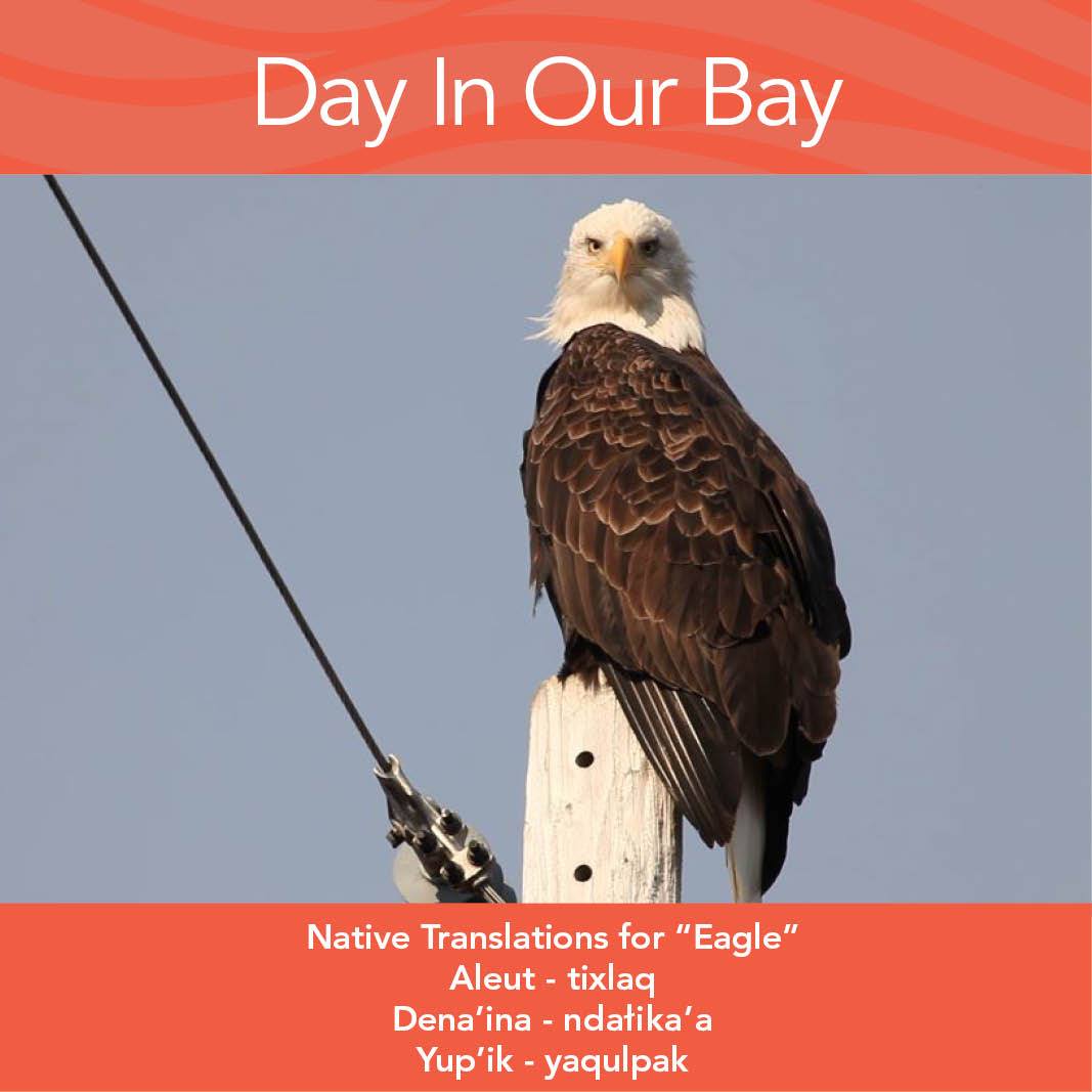 Word of the month: Eagle