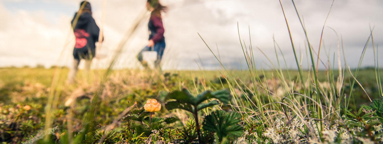 BBNC_NaknekBerry_160706_0972