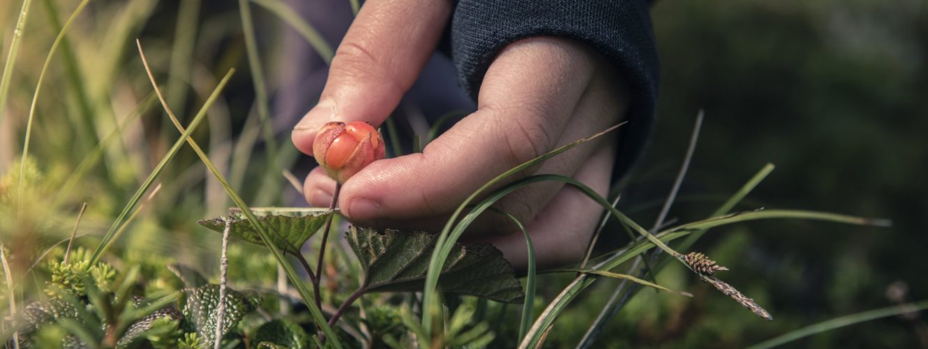 BBNC_NaknekBerry_160706_0940